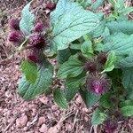 Attēlu rezultāti vaicājumam “Arctium tomentosum fruit”