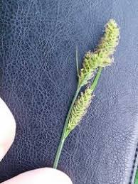 Attēlu rezultāti vaicājumam “Carex hartmanii”