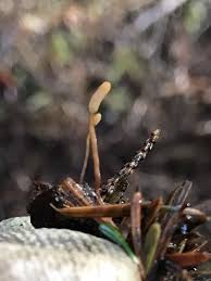 Attēlu rezultāti vaicājumam “Heyderia abietis”