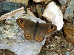 Attēlu rezultāti vaicājumam “Lasiommata petropolitana”