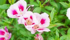 Attēlu rezultāti vaicājumam “Onagraceae”