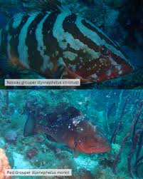 Image result for Epinephelus morio