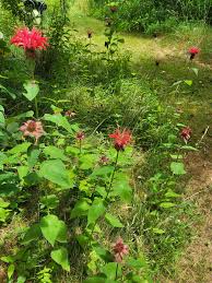Attēlu rezultāti vaicājumam “Plantago uniflora flower”