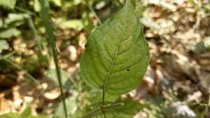 Attēlu rezultāti vaicājumam “Circaea lutetiana leaf”
