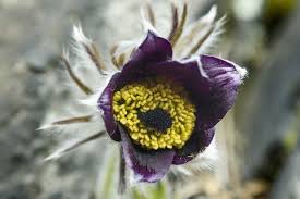 Attēlu rezultāti vaicājumam “Pulsatilla pratensis”