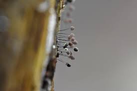 Attēlu rezultāti vaicājumam “Comatricha nigra macro”