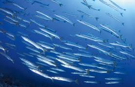 Image result for Dive Barracuda