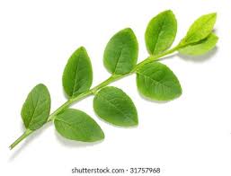 Attēlu rezultāti vaicājumam “Vaccinium myrtillus leaf”