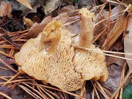 Attēlu rezultāti vaicājumam “Hydnum sp.”