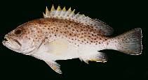 Image result for Epinephelus andersoni