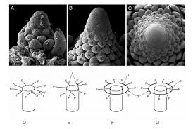Attēlu rezultāti vaicājumam “Hippuridaceae”