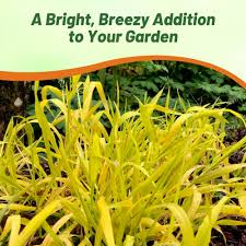 Attēlu rezultāti vaicājumam “Milium effusum flower”