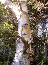 Attēlu rezultāti vaicājumam “Betula”