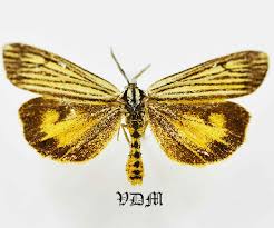 Attēlu rezultāti vaicājumam “Spiris striata”