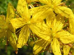 Attēlu rezultāti vaicājumam “Hypericum perforatum”