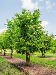 Attēlu rezultāti vaicājumam “Ulmus laevis fruit”