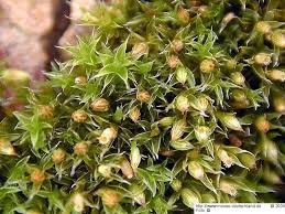 Attēlu rezultāti vaicājumam “Orthotrichum diaphanum”