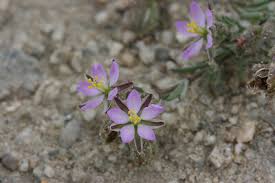 Attēlu rezultāti vaicājumam “Spergularia rubra”