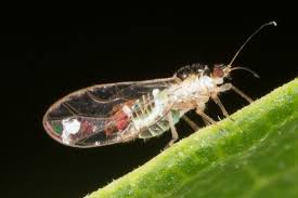 Attēlu rezultāti vaicājumam “Trioza dispar nymph”