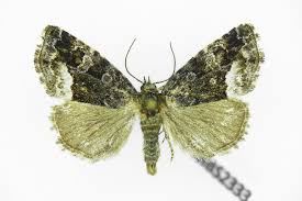 Attēlu rezultāti vaicājumam “Protodeltote pygarga”