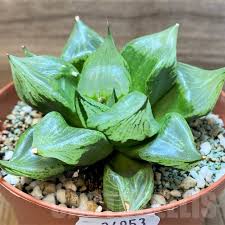 Image result for Haworthia