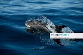 Image result for Lagenorhynchus albirostris