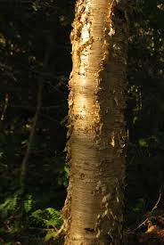 Attēlu rezultāti vaicājumam “Betula alleghaniensis”