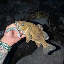 Image result for The Lancaster Fish