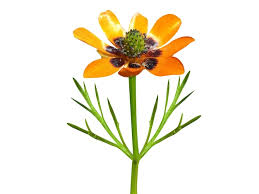 Image result for Adonis aestivalis