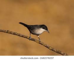 Image result for Sylvia hortensis