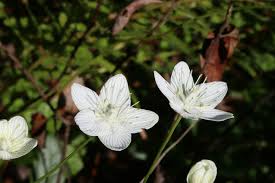 Attēlu rezultāti vaicājumam “Parnassiaceae”