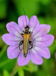 Attēlu rezultāti vaicājumam “Oedemera femorata”