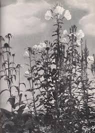 Image result for Mien Ruys