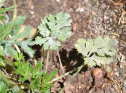 Attēlu rezultāti vaicājumam “Ranunculus auricomus leaf”