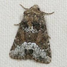 Attēlu rezultāti vaicājumam “Oligia sp.”