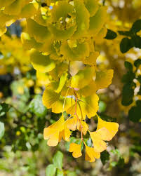 Attēlu rezultāti vaicājumam “Ginkgo biloba female flower”