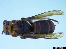 Attēlu rezultāti vaicājumam “Vespa crabro”