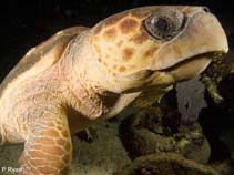 Image result for Caretta caretta