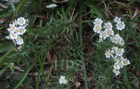 Attēlu rezultāti vaicājumam “Achillea salicifolia flower”