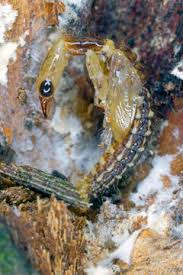 Attēlu rezultāti vaicājumam “Raphidioptera larva”