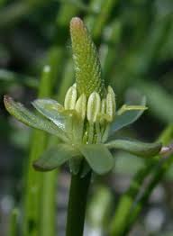 Attēlu rezultāti vaicājumam “Myosurus minimus flower”