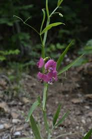 Attēlu rezultāti vaicājumam “Lathyrus sylvestris fruit”