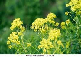 Attēlu rezultāti vaicājumam “Euphorbia virgata”