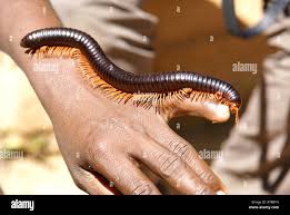 Attēlu rezultāti vaicājumam “Diplopoda”