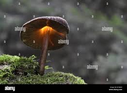 Attēlu rezultāti vaicājumam “Pluteus umbrosus”