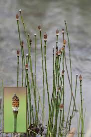 Attēlu rezultāti vaicājumam “Equisetum variegatum”