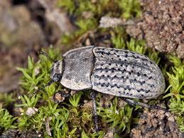 Attēlu rezultāti vaicājumam “Opatrum sabulosum”