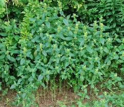 Attēlu rezultāti vaicājumam “Galeopsis tetrahit leaf”