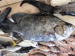 Image result for Lobotes surinamensis