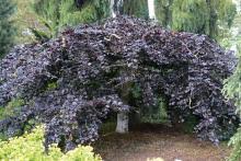 Attēlu rezultāti vaicājumam “Fagus sylvatica fo. purpurea flower”